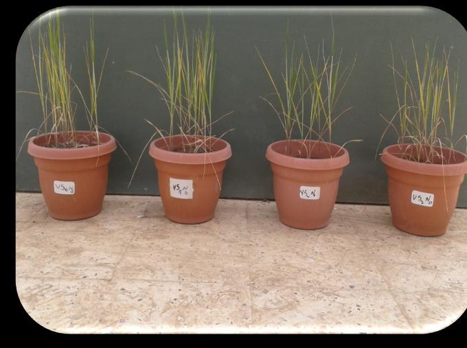 الطرق و الوسائل المنقوعة غير النباتات النباتات المنقوعة الشكل- 2 -: نباتات القمح المجهدة والشاهد 6 -القياسات 1-6- القياسات الخضرية خالل المرحلة الخضرية لنبات القمح عند الوصول