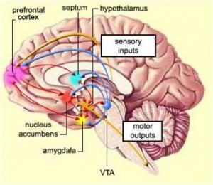 korteks prefrontal yang dikenalkan oleh Richard Owen pada tahun 1868.