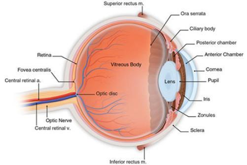 Indera penglihatan disebut juga dengan istilah photoreceptor. Sel fotoreseptor adalah jenis khusus dari saraf yang ditemukan di retina yang memiliki kemampuan foto transduksi.