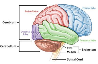 Korteks prefrontal berfungsi sebagai "senior eksekutif" dari otak dan kepribadian, bertindak untuk memproses, mengintegrasikan, menghambat, berasimilasi, dan mengingat persepsi dan impuls yang