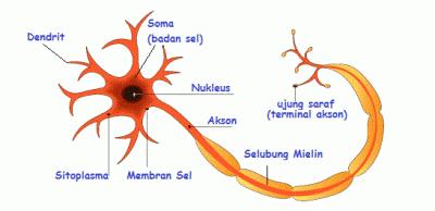 ke jaringan lain. Akson biasanya sangat panjang. Sebaliknya, dendrit pendek. 35 Gambar II.01 Dendrit dan Akson Setiap neuron hanya mempunyai satu akson dan minimal satu dendrit.