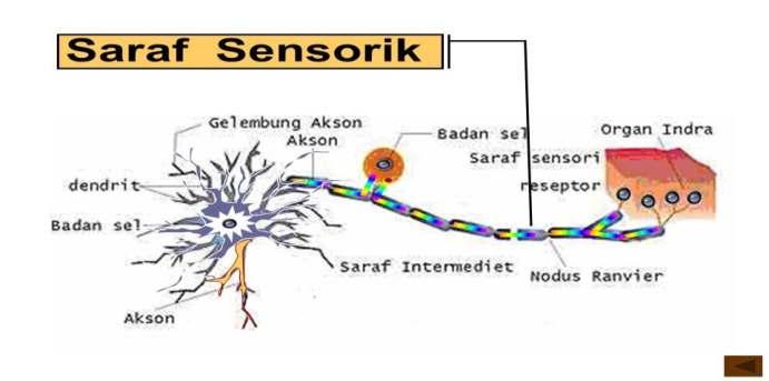 Berdasarkan struktur dan fungsinya, sel saraf dapat dibagi menjadi 3 kelompok, yaitu sel saraf sensori, sel saraf motor, dan sel saraf intermediet (asosiasi).