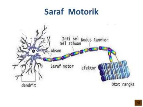 dengan akson saraf asosiasi, sedangkan aksonnya dapat sangat panjang. Gambar II.03 Saraf Motorik 3) Sel Saraf Intermediet Sel saraf intermediet disebut juga sel saraf asosiasi atau saraf konektor.