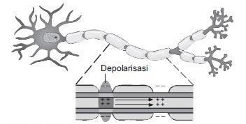 Impuls dapat dihantarkan melalui beberapa cara, di antaranya melalui sel saraf dan sinapsis.