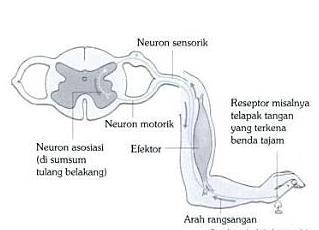 Gambar II.09 Mekanisme Gerak Refleks d. Sistem Saraf Pusat Sistem saraf pusat meliputi otak (ensefalon) dan sumsum tulang belakang (medula spinalis).