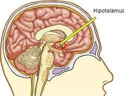 dikendalikan oleh hormon dan sirkuit otak, suatu bidang khusus di dalam hipotalamus otak laki-laki disebut dengan dorsal premammillary nucleus (DPN).