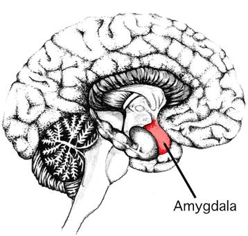 3) Amigdala Gambar II.18 Letak Amigdala Amigdala merupakan kata yang berasal dari bahasa latin amygdalae (bahasa Yunani αμυγδαλή,amygdalē, almon d, 'amandel').
