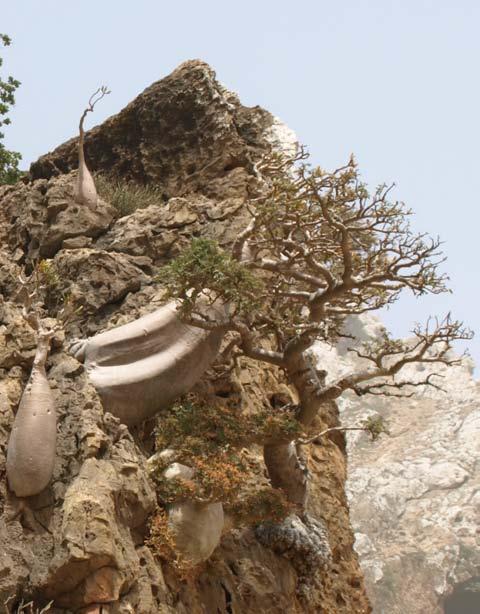 BOSWELLIA