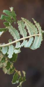 bullata ١ يتواجد الل بان املنتفخ bullata(.