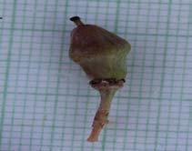 BOSWELLIA