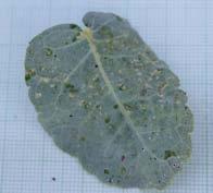 dioscoridis 5 A detail of a leaf infested by parasitic fungi 6 The leaves of B.