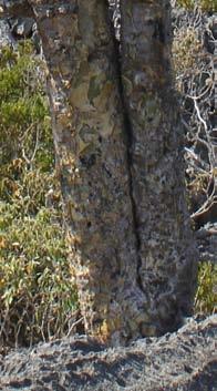 b( 2 تفاصيل األزهار 3 لحاء ل بان ديوسقوريدي dioscoridis(.