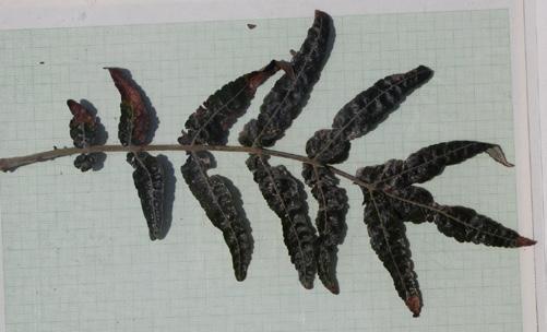 SPECIES
