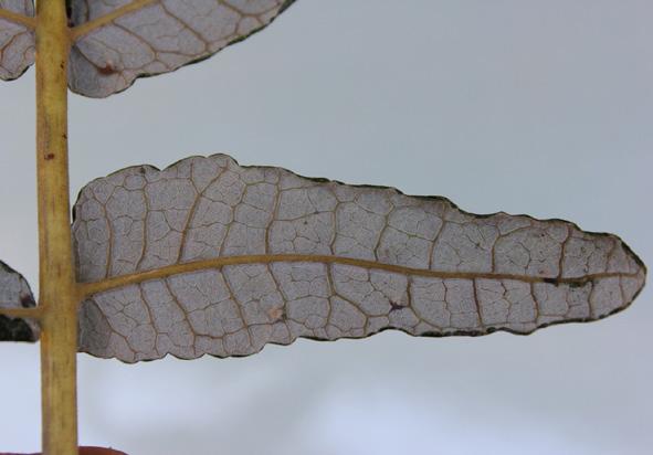 elongata 6 Red flowers of from the western part of Socotra 7 Most common shape of leaves of B.