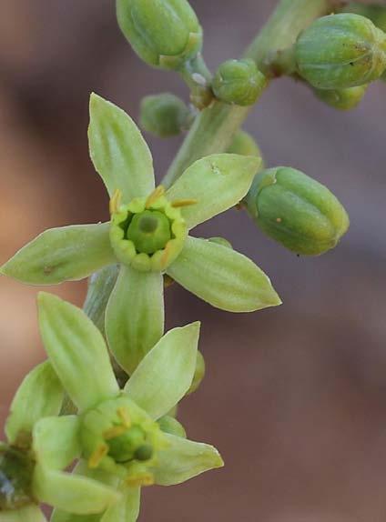 elongata with an irregular shape 12 The inflorescences of green flowering and fruits of B. elongata الجماعة من الل بان املتطاول elongata(.