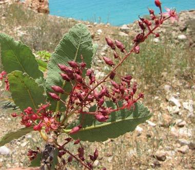 b( املعياري ذا تاج شبيه باملظلة ينمو عىل الجروف 2 ثمار ل بان بوبوفيانا popoviana(.b( 3 األزهار الحمراء لل بان بوبوفيانا popoviana(.