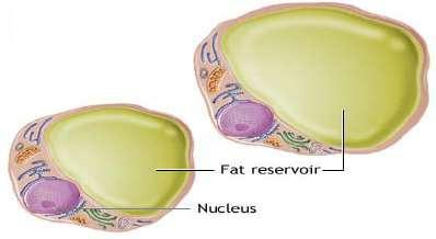 6) Fat pads act as shock absorbers (palms and اليد وباطن القدم الفات البني بساعد بتدفئة الجسم fat).