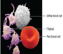 الECM في الدم هي البالزما اذن البالزما هي الدم لكن بدون الخاليا اللي هم 3 انواع من الخاليا وراح نحكي عنهم بالتفصيل لكن تعليق مهم على كلمة elements ليه ما حكينا cell النه ال cells بتكون تحتوي على