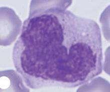 Agranulocytes: Monocytes (5%): Kidney or U-shaped nucleus. Cytoplasm basophilic. Function: formation of macrophages. Lymphocytes (28%): Variable in size. اذا ينت محظوظ cell.