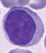 المنعة وبالتالي اا يحفز ال Tcell واا تتحول لنوع من ال lymphocyte الها قابلية في عملية ال phagocytosis فبالتالي الخلية نفسها بتتخلص من ال antigen بينما ال B cells بتتحول لل plasma cells وبتنتج