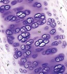 Chondrocytes: Oval or round cells. Located inside spaces in the surrounding matrix called lacunae.