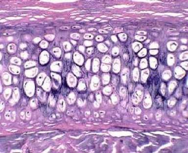 Function: production of the ECM including the fibers and large molecules of the ground substance. Lacuna (plural, lacunae) = small space, gap Hyaline Cartilage The most common type of cartilage.