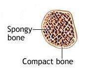The shaft has a central cavity for the bone marrow (called marrow or medullary cavity).