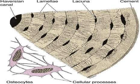 To the right, section through an Osteon. Note the concentric arrangement of the lamellae (L).