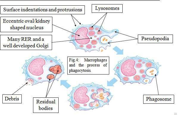 Myo- = related to muscles, from greek mys = mouse (because movement of muscles resembles mice). Myofibroblasts: Fibroblast cells with contractile ability.