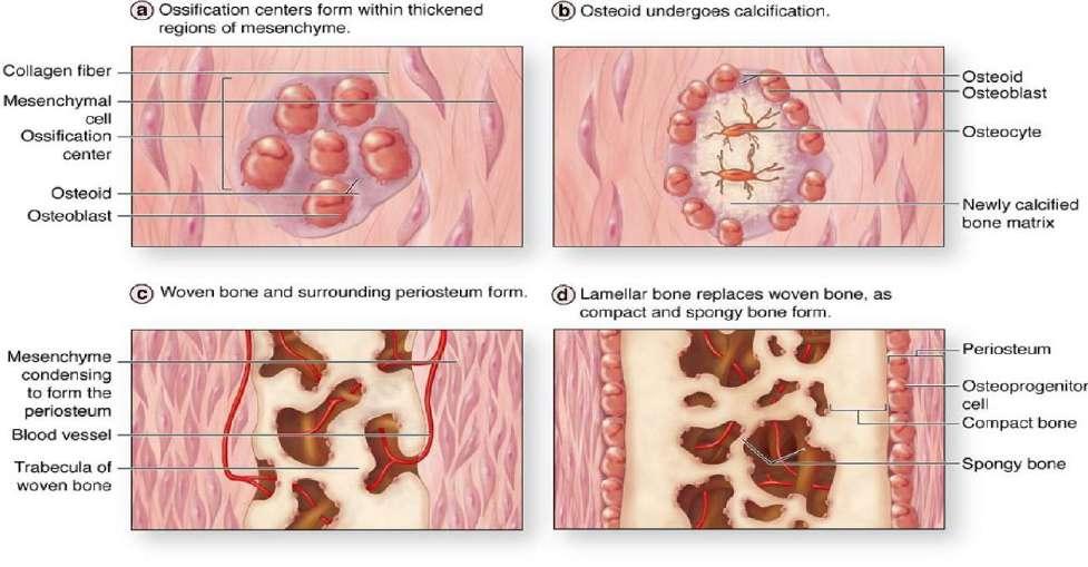 Intramembranous Ossification 1) In Ossification Centers, some mesenchymal cells differentiate into osteoblasts. 2) These osteoblasts will form osteoid which will later become calcified.