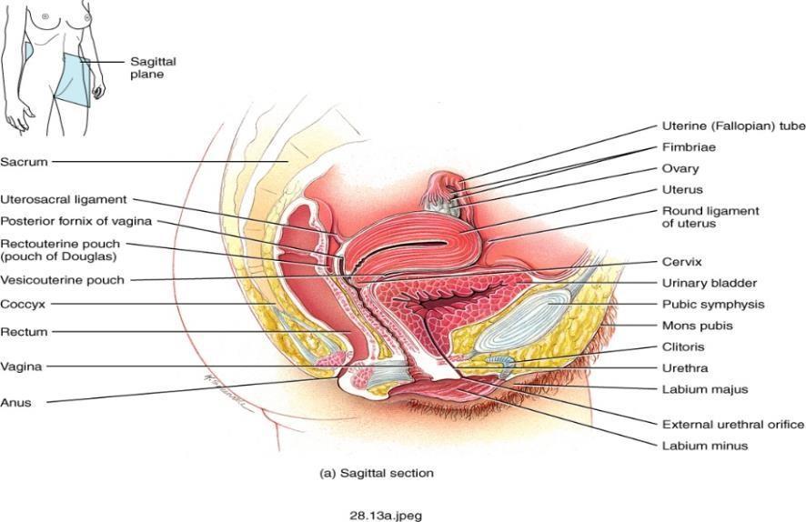 االجهزة الخارجية الفرج External organs vulva غدد الثدي Mammary glands Uterus Histology 3 layers 3 طبقات حسب علم األنسجة - الطبقة الخارجية 1.Perimetrium outer layer عضلة الرحم 2.Myometrium.