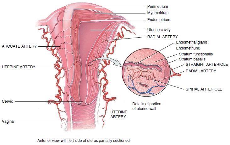 الطبقة القاعدية - دائمة يؤدي إلى ظهور طبقة جديدة الوظيفية بعد كل الحيض Stratum functionalis lines cavity, sloughs off during menstruation خطوط الطبقة الوظيفية تجويف يتقشر أثناء الحي ض المبايض Ovaries