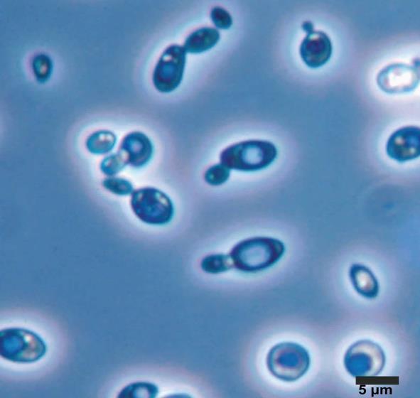بعض الخمائر المهمة في التصنيع الغذائي: -1 الجنس :Saccharomyces خاليا هذا الجنس كروية الشكل أو بيضاوية أو أسطوانية.