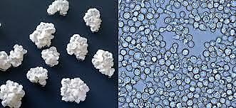 Colonies of Zygosacchromyces growing on media in the lab (left). Cells of this yeast viewed under the.