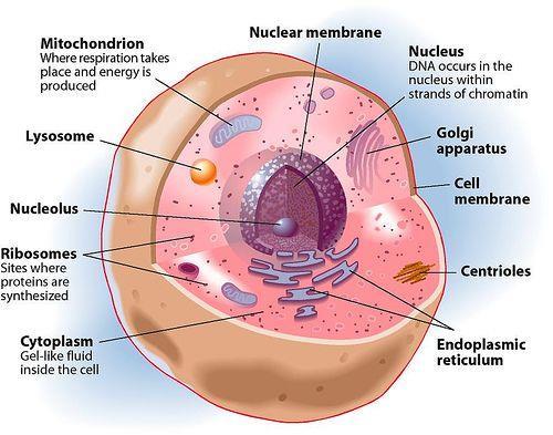 Part of cell 1) The Plasma Membrane Forms the cell s flexible outer surface, separating the cell s internal environment from the external environment.