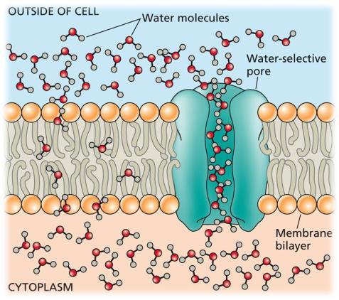 في جسم اإلنسان تحدث الحركة الصافية للمياه من خالل غشاء البالزما من منطقة عالية التركيز من )تركيز منخفض من المواد المذابة( إلى منطقة أقل. تركيز الماء عن طريق : 1.