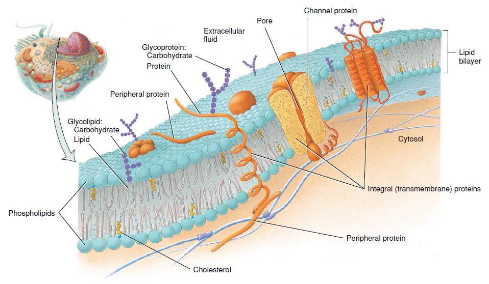 Structure of the Plasma Membrane The Lipid Bilayer Two back-to-back layers made up of three types of lipid molecules.