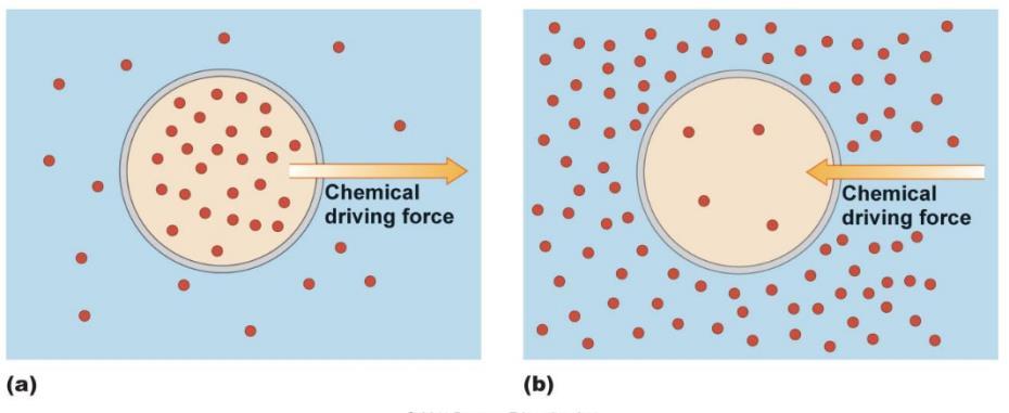 Chemical Gradient. Electrical Gradient Membrane Transport systems Transport across the Plasma Membrane Transport of materials across the plasma membrane is essential to the life of a cell.