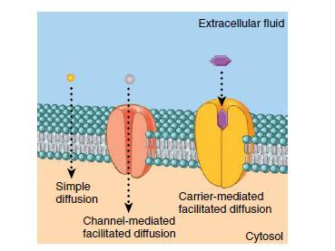 A solute moves down its concentration gradient across the lipid bilayer through a membrane channel. Most membrane channels are ion channels.