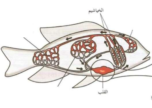 1 2 -الشكل المقابل يمثل األعضاء الداخلية إلحدى األسماك