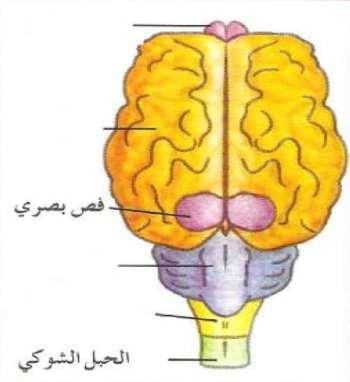 ..) -1-2 الشكل رقم ( 1( الشكل رقم ( 2 ) 2 -الشكل المقابل يوضح تركيب الدماغ في الثدييات 1