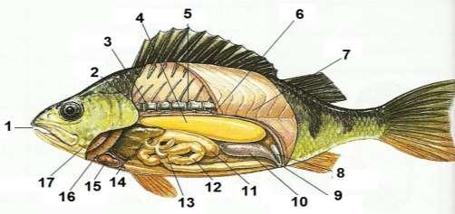 . ] ماذا يطلق على غطاء جسم األسماك [... ]. ما أهمية الزعانف لألسماك [... ]. التركيب الذى يجعل السمكة تزيد من سرعتها يسمى [.