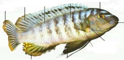 ] هذه السمكه تنتمى الى األسماك العظمية أم الغضروفية [.