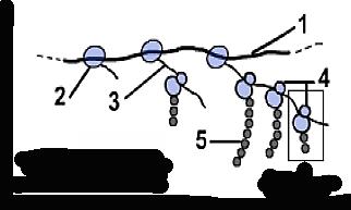 أ) أ- أ- الوثيقة 3 1 قارن النتائج المحصل عليها عند الخليتين )خ 1 ( و)خ 2 ( من حيث كمية األحماض األمينية الحرة في السيتوبالزم.