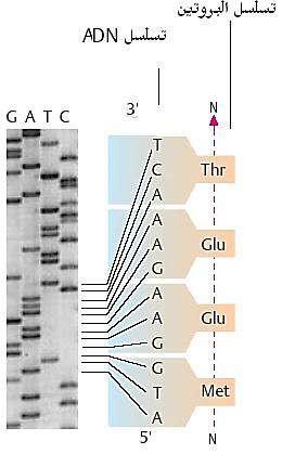 التمرين السابع عشر 1- عدد أنواع األحماض األمينية هو : 20 عدد أنواع النكليوتيدات : 4 2- الوثيقة )01( تخص تشفير ال ADN التعليل : لوجود القاعدة المميزة لل ADN وهي.