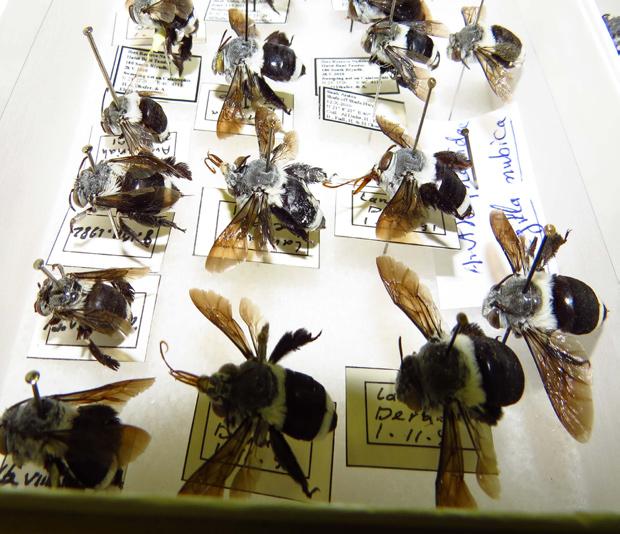 5 مجموعة أبحاث تربية النحل والتنوع الحيوي النحلي.