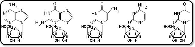 النيتروجينة مع السكر عند ذرة الكربون 1 Nucleosides
