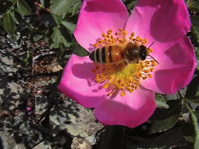 همچنین % 89 گیاهانی که گردهشان در عسل وجود داشت دارویی بودهاند.