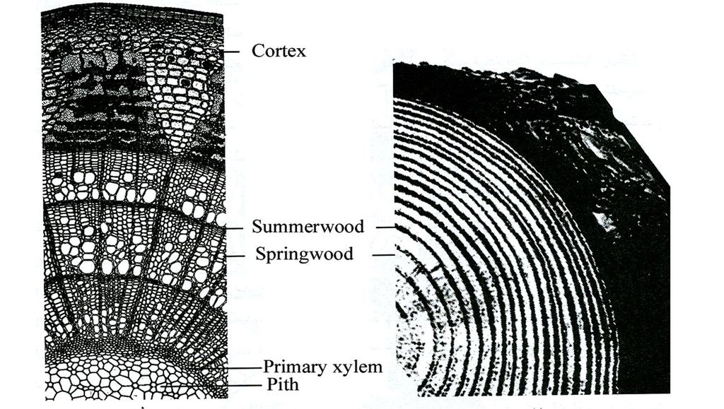 ومن ناحية أخرى تزود طبقة الكامبيوم الخشب بخلايا جديدة باستمرار إلى داخل الساق مشكلة خشبا ثانويا ضمن الساق.