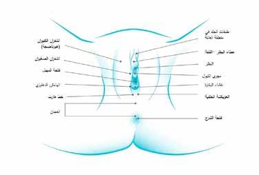 دراسة حالة طلب من الدكتور داش إجراء فحص للفتاة كيليس البالغة من العمر 15 عاما. حيث كان هناك إدعاء بوجود اعتداء جنيس حمتمل عليها من قبل رجل يافع يف السن ومن نفس املدينة.